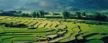 Tourists are enjoying Sapa adventurous trekking and homestay - TL209 